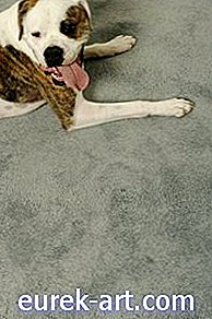 Les chiens peuvent-ils être allergiques au nettoyeur de tapis?