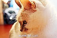 होम - कालीन से बिल्ली मूत्र गंध कैसे निकालें