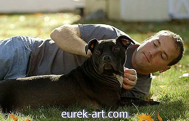 Anjing-anjing yang meninggal dunia cincin bertempur Michael Vick kini memimpin kehidupan yang bahagia, sihat