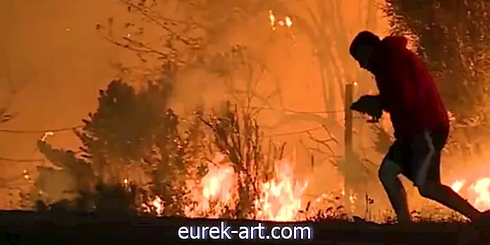 Героический человек спас кролика от калифорнийского лесного пожара