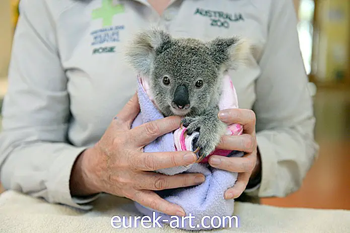 Este coala de bebê órfão que tragicamente perdeu sua mãe vai derreter seu coração
