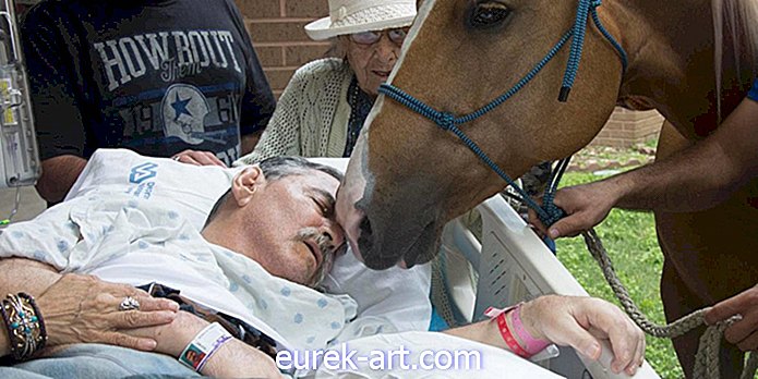 Een stervende Vietnam-veteraan kreeg een laatste ontroerend moment met zijn geliefde paarden