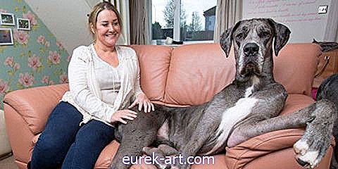 otroci in hišni ljubljenčki - Ta veliki Dane ima naslov "Najvišji pes na svetu"