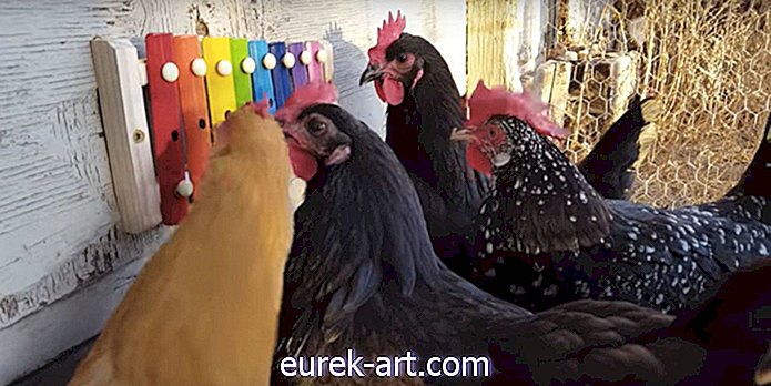 gyerekek és háziállatok - Nézve ezeket a csirkéket a xilofon lejátszásával, a napod lesz