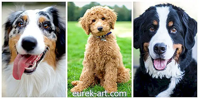 어린이 및 애완 동물 - 얼마나 아름다운 개가 실제로 있는지 보여주는 9 개의 사진