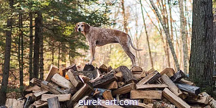 19 תמונות מקסימות המוכיחות הרפתקאות מהנות יותר עם כלב לצידך