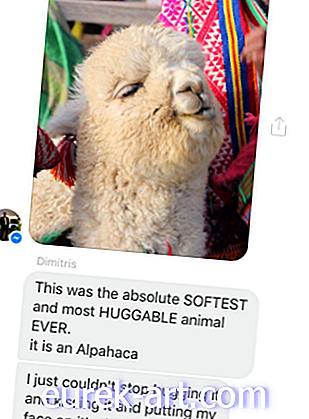 De schattige alpaca-afsmelting van deze vader zal je zoveel vreugde brengen