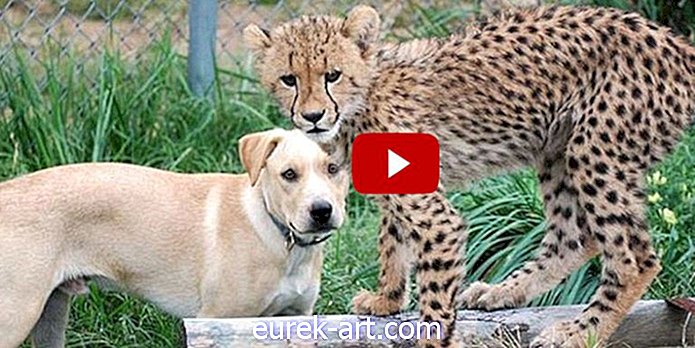 Det usannsynlige vennskapet mellom denne geparden ungen og en reddet valp vil smelte hjertet ditt
