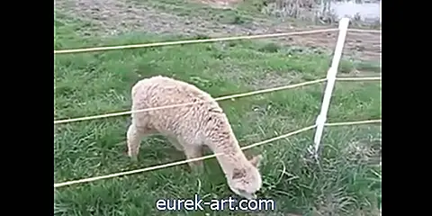 Bekijk deze schattige Alpaca te slim af 's werelds meest nutteloze hek