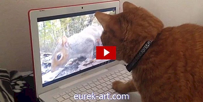 děti a domácí zvířata - Sledujte, co se stane, když si kočka myslí, že veverka na obrazovce je skutečná