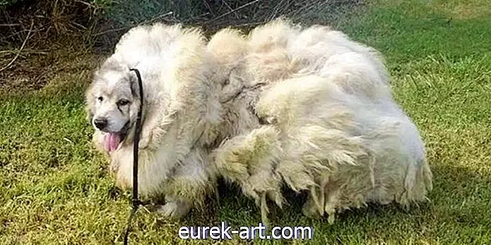 Denne hunden som var fanget i en låve i seks år, måtte få 35 kilo pels avskåret