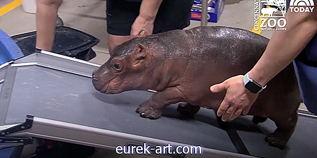 ดู Fiona the Baby Hippo Walk บนทางลาดใหม่ของเธอ