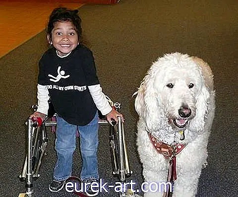 La Cour suprême vient de rendre plus facile pour les étudiants handicapés d'amener leurs chiens d'assistance à l'école