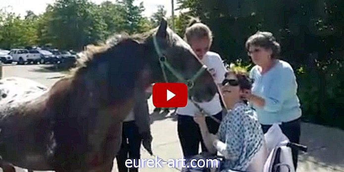 Tento nevyliečiteľne chorý ženský kôň ju prekvapil najteplejším rozlúčením