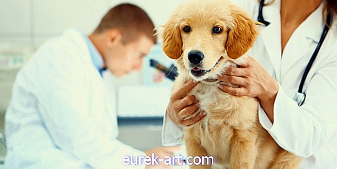 bambini e animali domestici - Un'influenza canina altamente contagiosa si sta diffondendo in tutto il sud-est