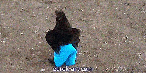 bambini e animali domestici - Guarda un pollo che corre in giro in pantaloni blu, perché perché no