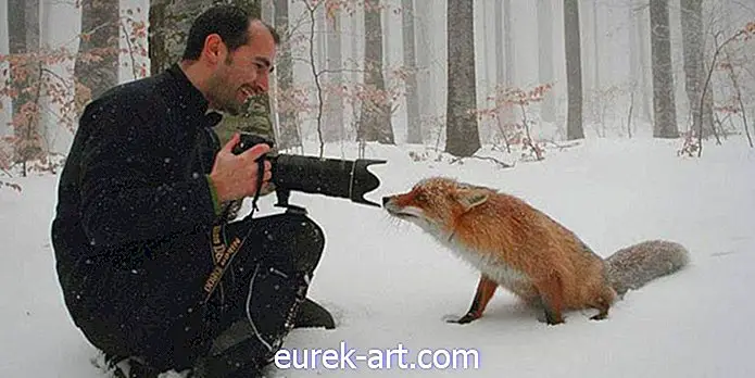 10 задивљујућих фотографија дивљих животиња које доказују да фотографи природе имају најбоље послове икада