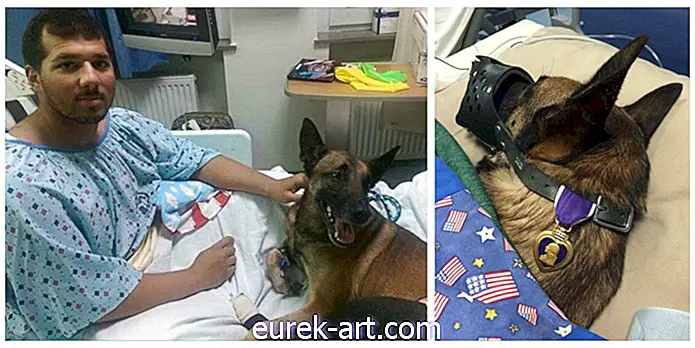 Foto Anjing Militer dan Hati Ungu-Nya Menyentuh Hati Di Mana Saja