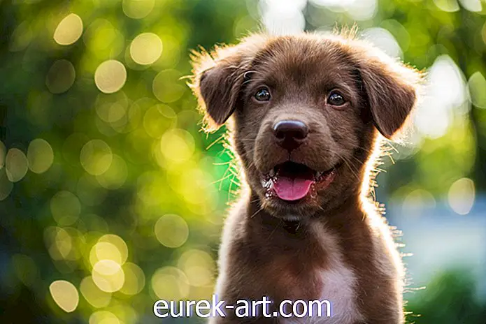 42 geriausios šuns „Instagram“ antraštės, skirtos mieliausiems jūsų pūlingo draugo nuotraukoms