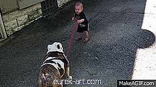 Passen Sie diesen entschlossenen Baby-Versuch auf, seine störrische 80-Pfund-Bulldogge zu gehen