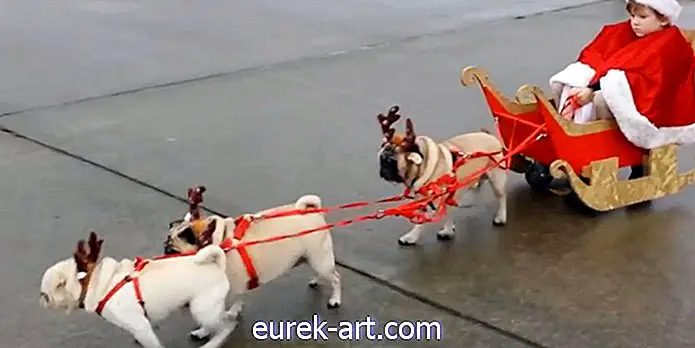 Video Pug yang Mengagumkan ini Berpakaian sebagai Rusa Rusa Baru Menang Natal