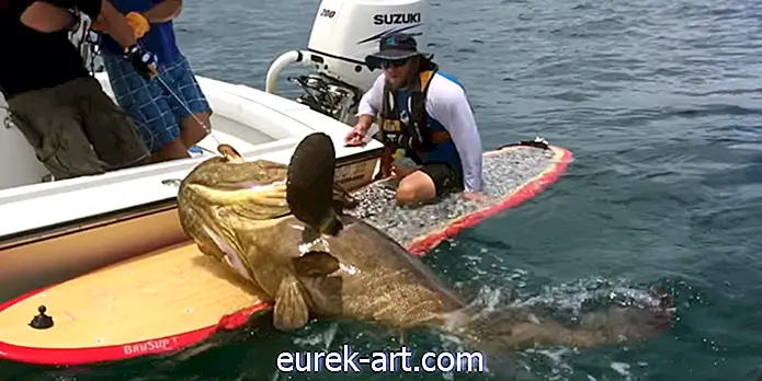 Denne utrolige fiskeren fanget en gigantisk grouper mens han satt på en paddleboard