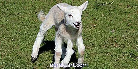 gyerekek és háziállatok - Találkozzon az öt lábakkal született Baby Lamb-nal