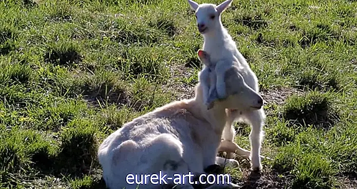 Esta cabra bebé que solo quiere jugar con su madre es casi demasiado linda para manejar