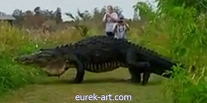 Holy Cow!  Aquí hay un video del cocodrilo más grande que hemos visto