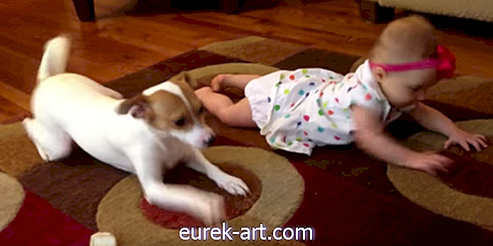 Sledujte, ako tento vynikajúci pes učí dieťa, ako sa plaziť
