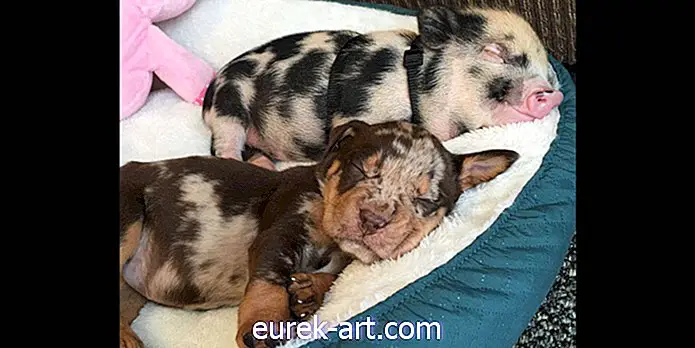 enfants et animaux domestiques - Ce duo de chiots et cochons a la même amitié que jamais