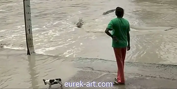 lapset ja lemmikit - Katso, kuinka tämä nainen suojaa koiraansa krokotiilihyökkäyksiltä hänen flip-flopilla