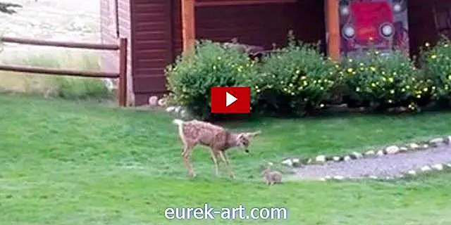 vaikai ir naminiai gyvūnai - Žiūrėkite „Real-Life Thumper“ ir „Bambi“ kartu žaisdami širdžiai malonų vaizdo įrašą
