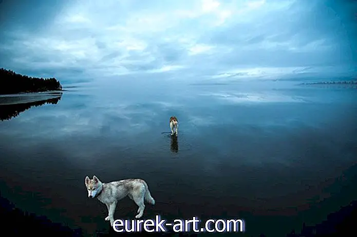barn & husdjur - 10 fantastiska foton av Siberian Huskies som spelar på en glasig frusen sjö