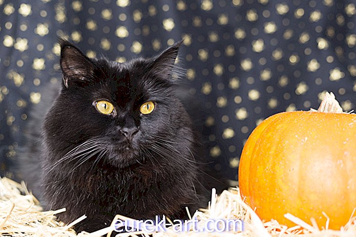 60 imena crnih mačaka koja su savršena za Noći vještica