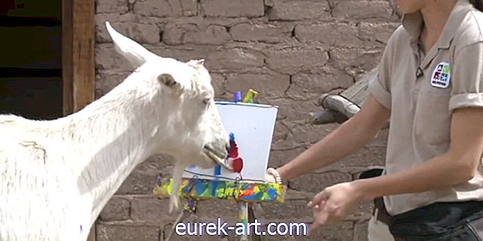 barn og kjæledyr - Denne sinnssykt talentfulle malergeiten vil gjøre dagen din