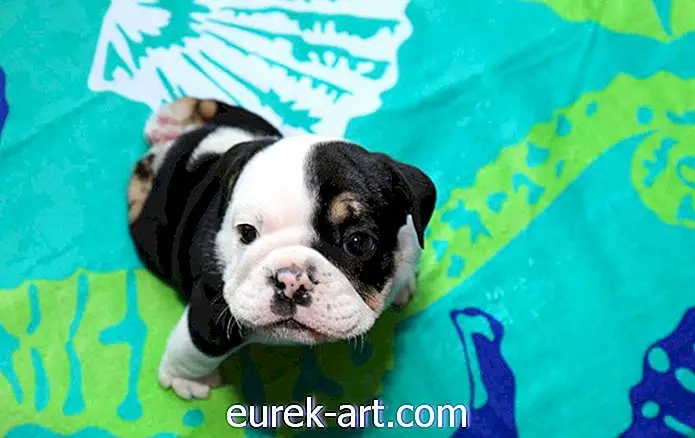 çocuklar ve evcil hayvanlar - Bu Minik Kurtarılmış Bulldog, Bir Yavru Köpek Yarım Olabilir Ama Aşkla Dolu