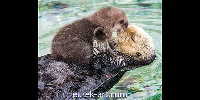 Urmăriți momentul dulce Acest Otter nou-născut adorme pe burta pufosă a mamei sale