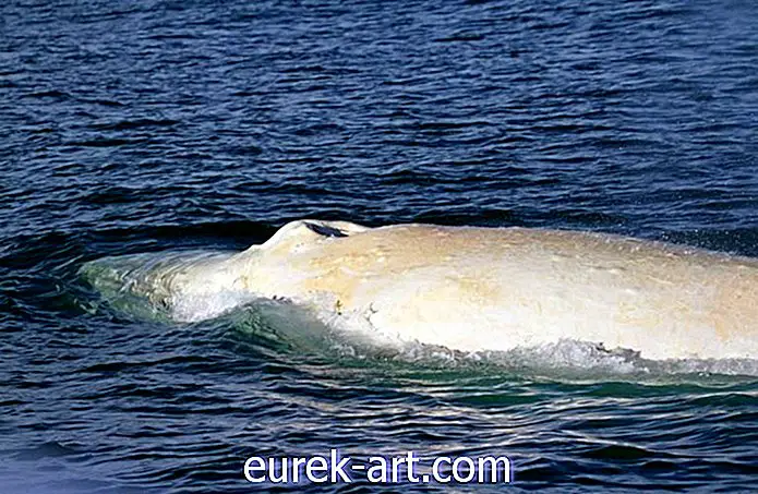 O balenă albă incredibil de rară a fost prinsă pe cameră