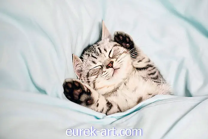 copii și animale de companie - 36 Cele mai bune titluri Instagram pentru pisici pentru fiecare fotografie a prietenului tău felin