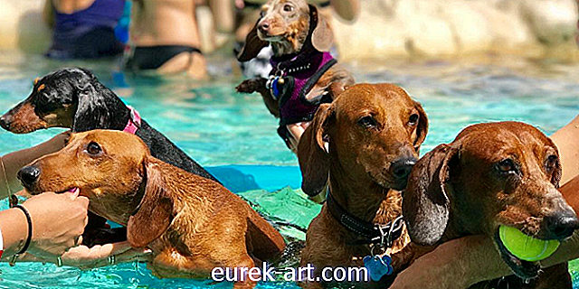 copii și animale de companie - Această piscină iconică din Florida a găzduit ieri o petrecere pentru piscină cu cățeluși