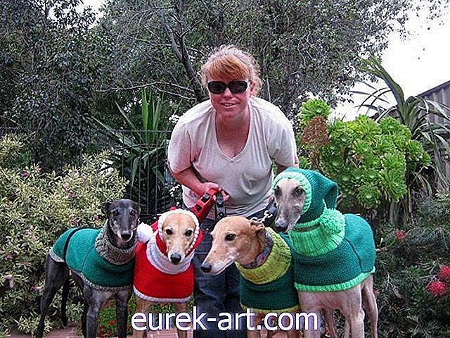 Người phụ nữ này từ bỏ công việc của mình để đan những chiếc áo len ấm cúng giữ ấm cho những chú chó săn