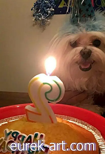 vaikai ir naminiai gyvūnai - Ši mergina surengė pačią žavingiausią šventę savo šuns antrajam gimtadieniui