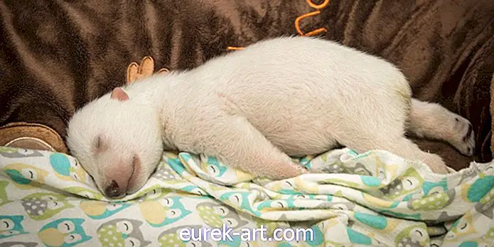 gyerekek és háziállatok - Ez az álmos baba jegesmedve melegen és enyhén érzi magát benne