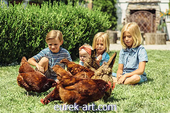 gyerekek és háziállatok - Itt van, amit etetni - és nem etetni - a csirkék