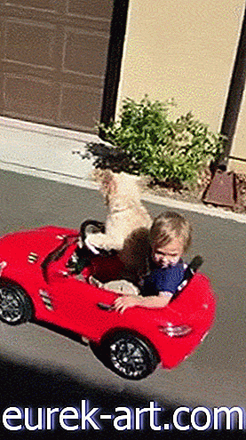 الاطفال والحيوانات الأليفة - مشاهدة هذا الجرو ذكي تأخذ الصبي الصغير على ركوب حياته