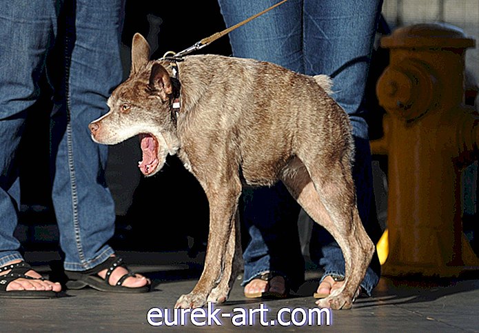 Den här söta räddningsmuttan heter bara världens styggaste hund, men vi tycker att hon är vacker
