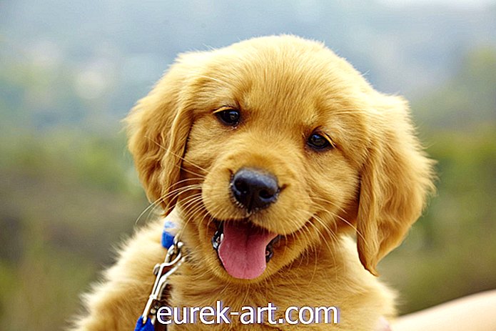 crianças e animais de estimação - Os donos de cachorros podem tirar mais fotos de seus animais de estimação que seus cônjuges