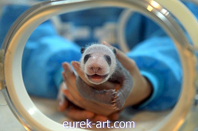 деца и домашни любимци - Този очарователен център за бебешки панди ще ви нарани бузите от усмивка
