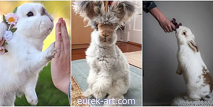 Faceți cunoștință cu cei 7 iepurași de animale de companie care preiau Instagram